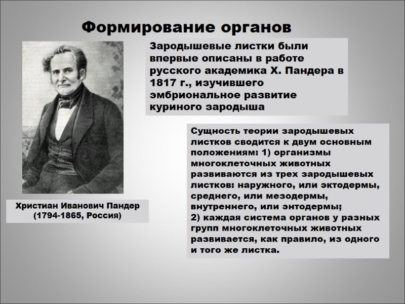 Формирование органов Христиан Иванович Пандер  (1794-1865, Россия) Сущность теории зародышевых листков сводится к